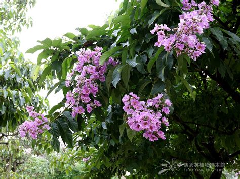 大花紫薇生長速度|大葉紫薇Lagetstroemia speciosa